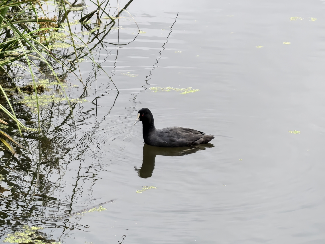 Eurasian Coot - Fulica atra  Australia,Bird,Duck,Eurasian Coot,Fulica atra,New South Wales,Sydney