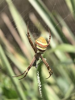 St. Andrew's Cross Spider - Argiope keyserlingi  Argiope keyserlingi,Australia,Garden Orbweaver Spider,New South Wales,Spider,St Andrews Cross Spider,Sydney