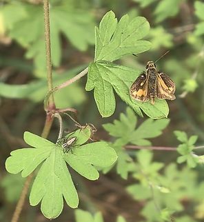 Yellow-Banded Dart - Ocybadistes walkeri Observation on Butterfly Australia,Butterfly,Dart,New South Wales,Ocybadistes walkeri,Skipper,Skipper Butterfly,Sydney,Yellow-Banded Dart