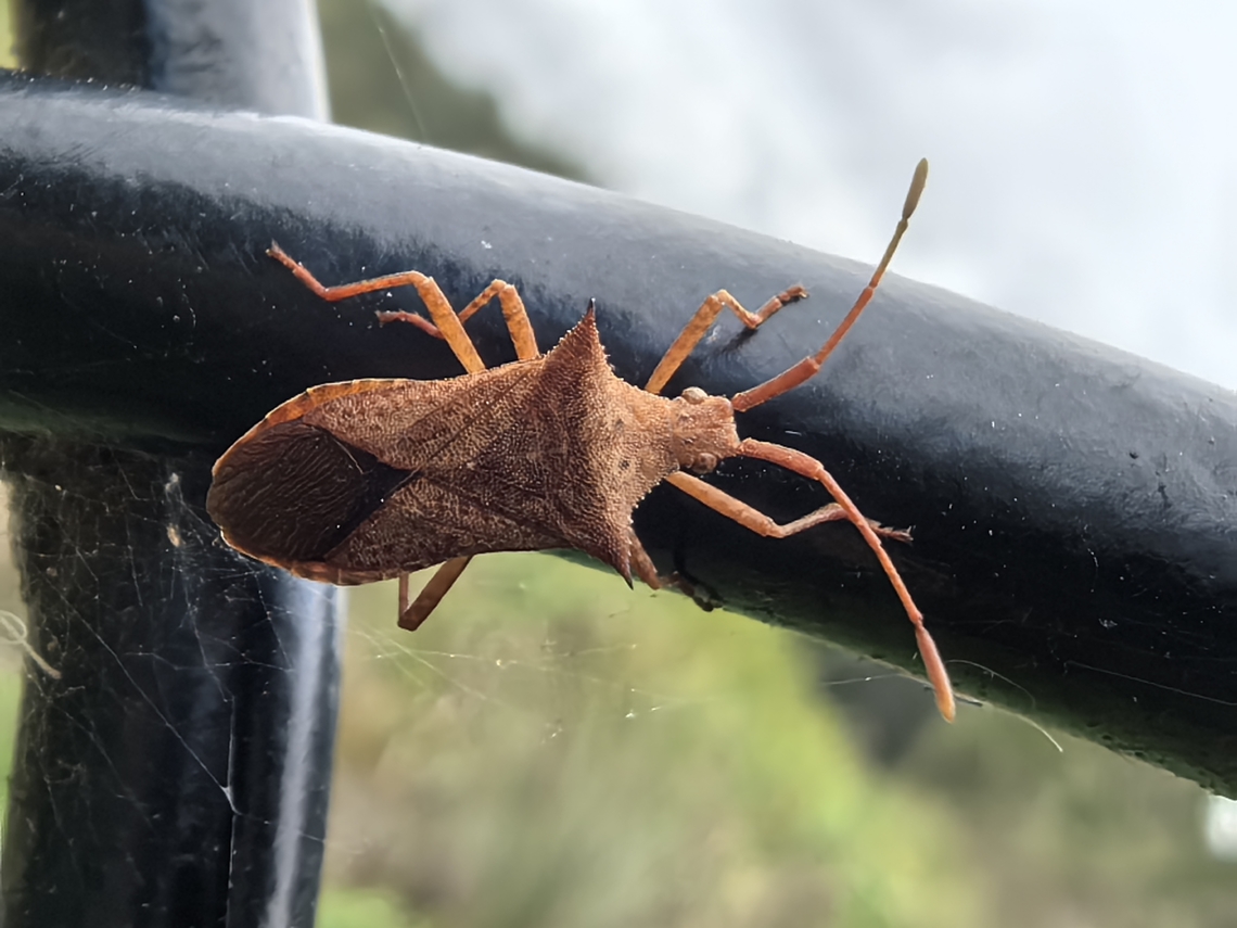 Leaf-Footed Bug - Cletus saucius  Australia,Bug,Cletus saucius,Leaf-Footed Bug,New South Wales,Sydney