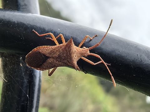Leaf-Footed Bug - Cletus saucius  Australia,Bug,Cletus saucius,Leaf-Footed Bug,New South Wales,Sydney