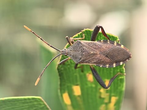 New! Yet to be described species, name that will be given to it : Amorbus macropoda Amorbus macropoda,Australia,Leaf-Footed Bug,New South Wales,Sydney