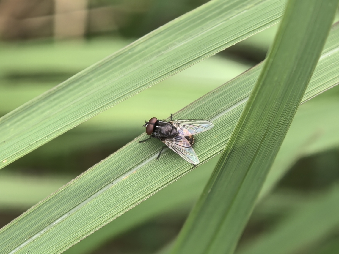 Common House Fly - Musca domestica  Australia,Common House Fly,Fly,Housefly,Musca domestica,New South Wales,Sydney