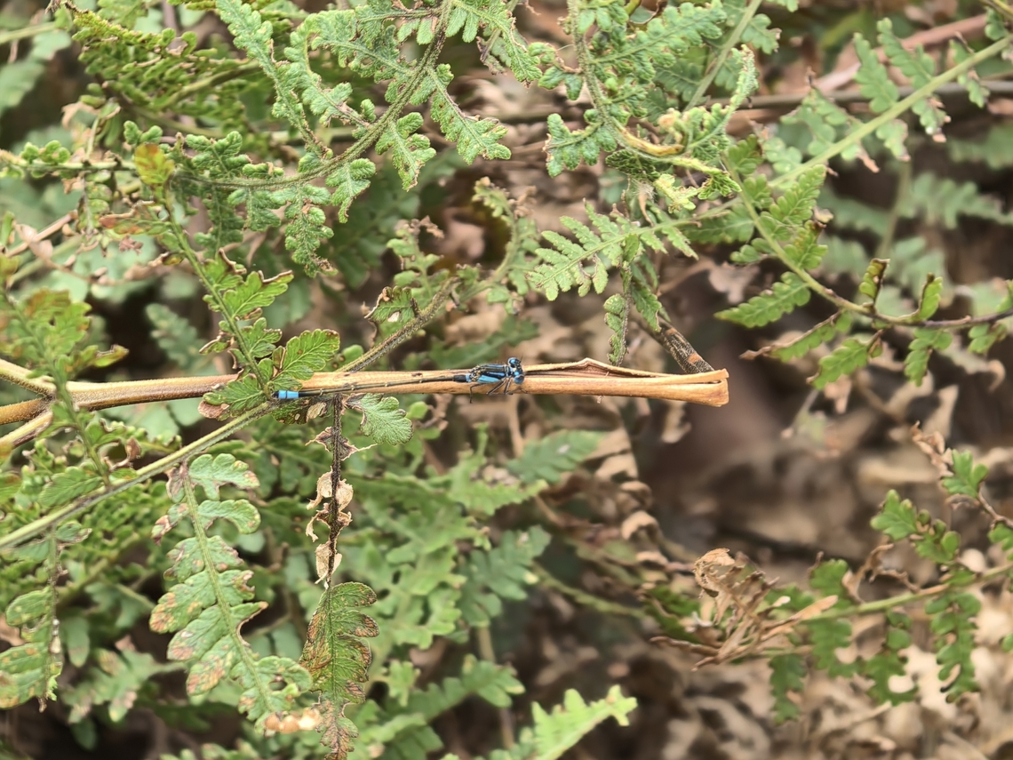 Australian Bluetail - Ischnura heterosticta  Australia,Australian Bluetail,Damselfly,Ischnura heterosticta,New South Wales,Sydney