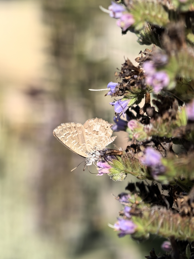 Saltbush Blue - Theclinesthes serpentata  Adelaide,Australia,Saltbush Blue,South Australia,Theclinesthes serpentata