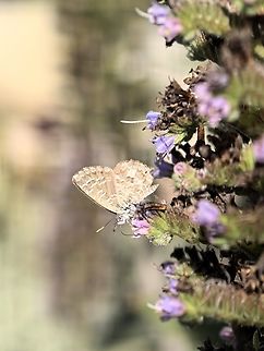 Saltbush Blue - Theclinesthes serpentata  Adelaide,Australia,Saltbush Blue,South Australia,Theclinesthes serpentata