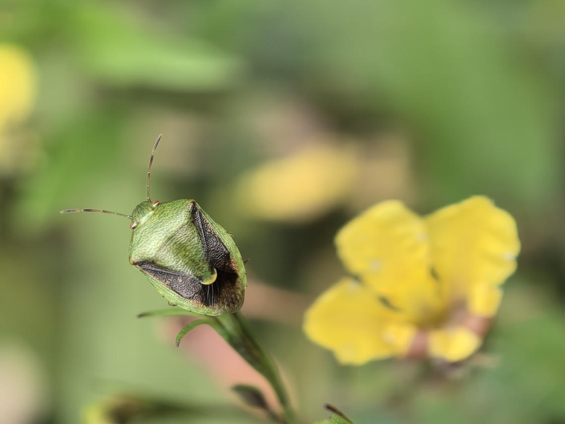 Green Stink Bug - Plautia affinis  Australia,Green Stink Bug,New South Wales,Plautia affinis,Stink Bug,Sydney
