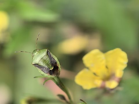 Green Stink Bug - Plautia affinis  Australia,Green Stink Bug,New South Wales,Plautia affinis,Stink Bug,Sydney