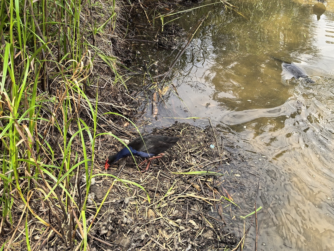 Australasian Swamphen - Porphyrio melanotus  Australasian Swamphen,Australia,Bird,New South Wales,Porphyrio melanotus,Swamphen,Sydney