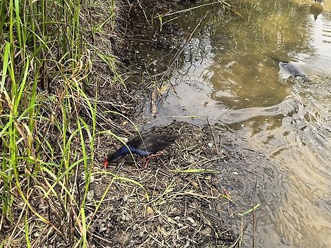 Australasian Swamphen - Porphyrio melanotus  Australasian Swamphen,Australia,Bird,New South Wales,Porphyrio melanotus,Swamphen,Sydney