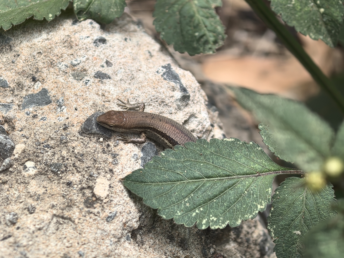 Pale-Flecked Garden Sunskink - Lampropholis guichenoti  Australia,Garden Sunskink,Lampropholis guichenoti,New South Wales,Pale-Flecked Garden Skink,Skink,Sunskink,Sydney