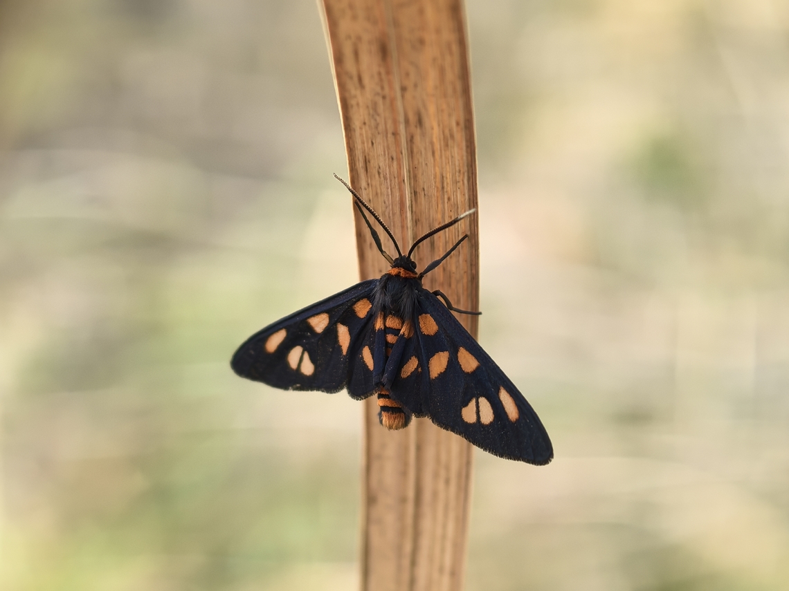 Moth - Amata nigriceps  Amata nigriceps,Australia,Moth,New South Wales,Sydney