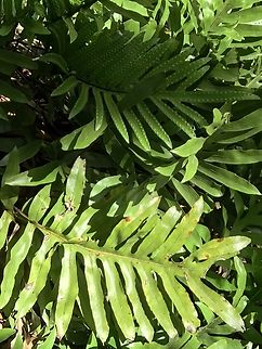 Hound's Tongue Fern - Microsorum pustulatum Microsorum pustulatum Adelaide,Australia,Fern,Hound's Tongue Fern,Plant,South Australia,Tongue Fern,Zealandia  pustulata