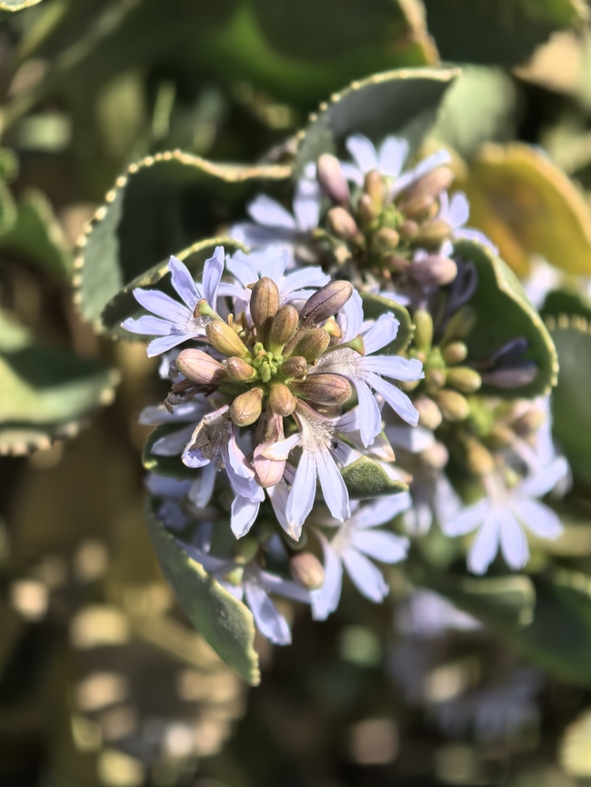 Cushion Fanflower - Scaevola crassifolia  Adelaide,Australia,Cushion Fanflower,Flower,Plant,Scaevola  crassifolia,South Australia