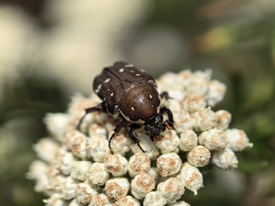 Brown Flower Beetle - Glycyphana stolata  Australia,Beetle,Brown Flower Beetle,Flower Beetle,Glycyphana stolata,New South Wales,Sydney