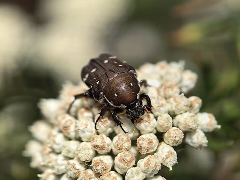 Brown Flower Beetle - Glycyphana stolata  Australia,Beetle,Brown Flower Beetle,Flower Beetle,Glycyphana stolata,New South Wales,Sydney