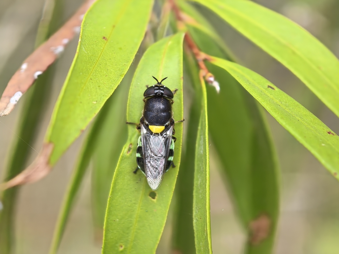 Soldierfly - Odontomyia hunteri  Australia,Fly,New South Wales,Odontomyia hunteri,Soldierfly,Sydney