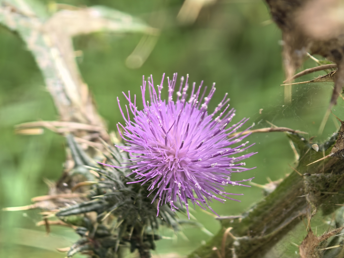 Bull Thistle - Cirsium vulgare  Australia,Bull Thistle,Cirsium vulgare,Flower,New South Wales,Plant,Sydney