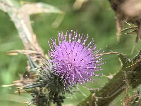 Bull Thistle - Cirsium vulgare  Australia,Bull Thistle,Cirsium vulgare,Flower,New South Wales,Plant,Sydney