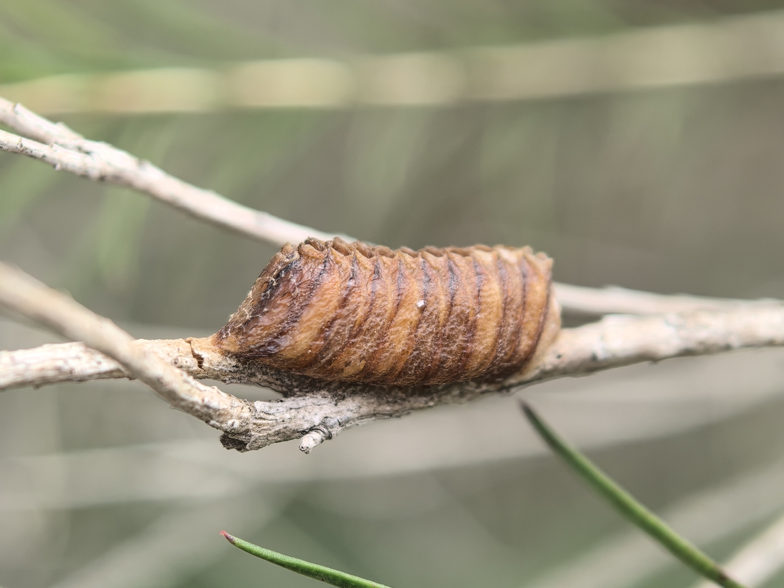 Ootheca Praying Mantis lays Ootheca that are unique to the Genus and sometimes identifiable to species level, as they are sometimes kept as pets and their whole life cycle are fully documented.<br />
<br />
<a href="https://www.inaturalist.org/observations?q=ootheca&amp;taxon_id=126824" rel="nofollow">https://www.inaturalist.org/observations?q=ootheca&amp;taxon_id=126824</a><br />
<br />
Other pics showing/identified of Ootheca to this species does not look similar, might not be of this species. Australia,Australian Garden Mantis,Garden Mantis,Mantis,New South Wales,Orthodera ministralis,Praying Mantis,Sydney