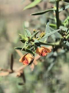 Mt. Lofty Gorse Bitter-Pea - Daviesia ulicifolia incarnata Sub-species - Daviesia ulicifolia incarnata Adelaide,Australia,Bitter-Pea,Daviesia ulicifolia,Daviesia ulicifolia incarnata,Gorse Bitter Pea,Mt. Lofty Gorse Bitter-Pea,Plant.Flower,South Australia