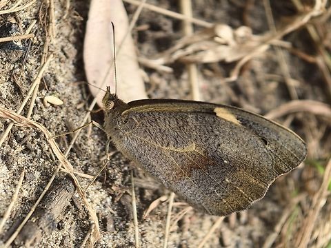 Common Brown - Heteronympha merope  Australia,Butterfly,Common Brown,Heteronympha merope,New South Wales,Sydney