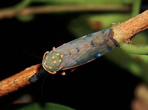 Leafhopper - Halimunella tadauchii  Halimunella tadauchii,Hopper,Leafhopper,Malaysia,Penang