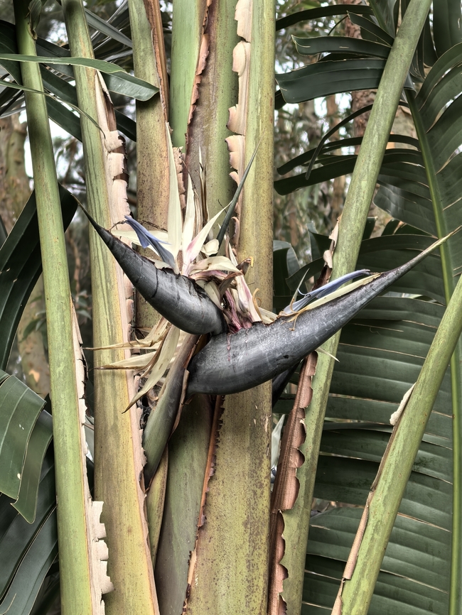 Giant Bird-of-Paradise Flower - Strelitzia nicolai  Australia,Bird-of-Paradise Flower,Flower,Giant Bird-of-Paradise Flower,New South Wales,Plant,Strelitzia nicolai,Sydney