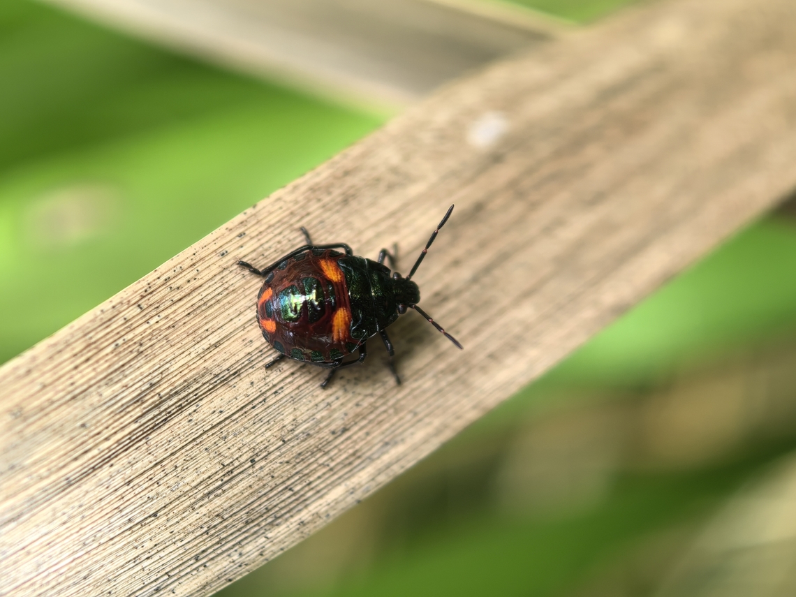 Brown Soldier Bug - Cermatulus nasalis Nymph Australia,Brown Soldier Bug,Cermatulus nasalis,New South Wales,Soldier Bug,Sydney