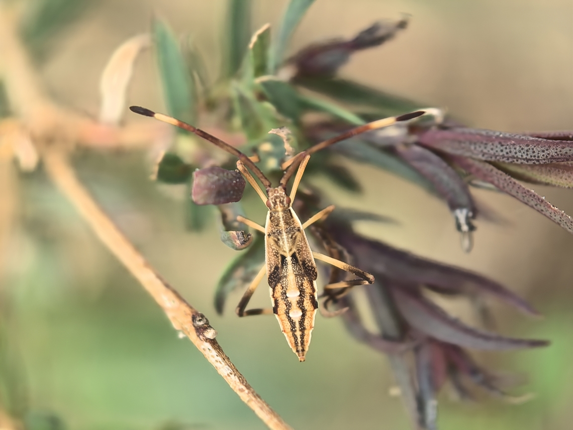 Leaf-Footed Bug - Pomponatius luridus Nymph Australia,Bug,Leaf-Footed Bug,New South Wales,Pomponatius luridus,Sydney