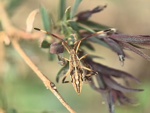 Leaf-Footed Bug - Pomponatius luridus Nymph Australia,Bug,Leaf-Footed Bug,New South Wales,Pomponatius luridus,Sydney