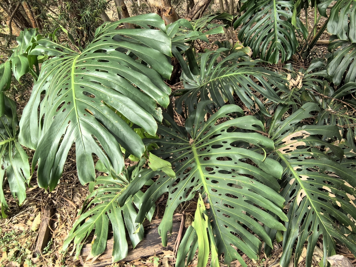 Swiss Cheese Plant - Monstera deliciosa  Australia,Monstera deliciosa,New South Wales,Plant,Swiss Cheese Plant,Sydney