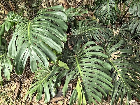 Swiss Cheese Plant - Monstera deliciosa  Australia,Monstera deliciosa,New South Wales,Plant,Swiss Cheese Plant,Sydney