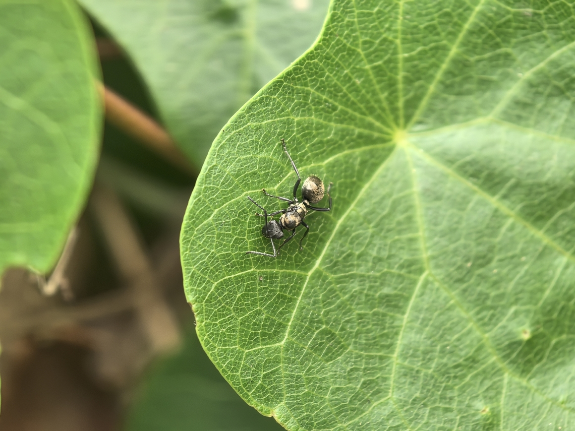 Camponotin Ant - Polyrhachis rufifemur  Ant,Australia,Camponotin Ant,New South Wales,Polyrhachis rufifemur,Sydney