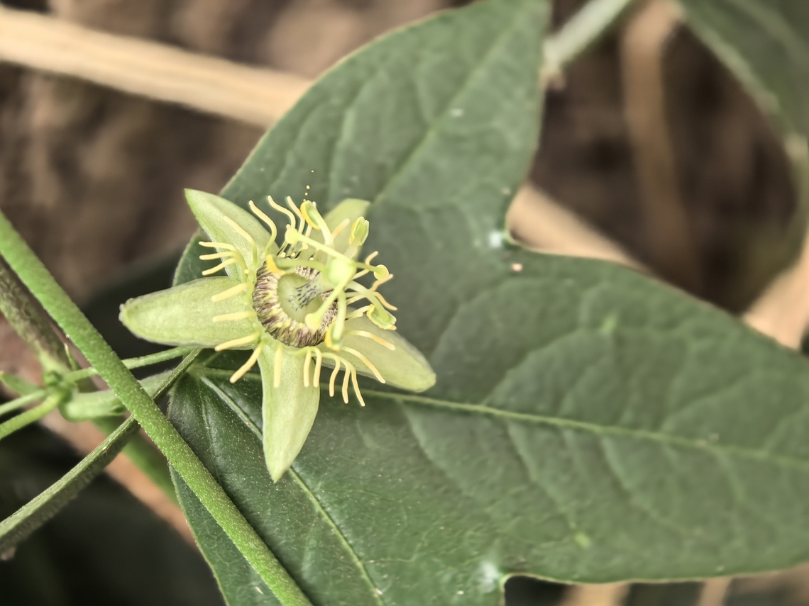 Corkystem Passionflower - Passiflora suberosa  Australia,Corkystem Passionflower,Flower,New South Wales,Passiflora suberosa,Passionflower,Plant,Sydney
