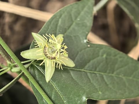 Corkystem Passionflower - Passiflora suberosa  Australia,Corkystem Passionflower,Flower,New South Wales,Passiflora suberosa,Passionflower,Plant,Sydney