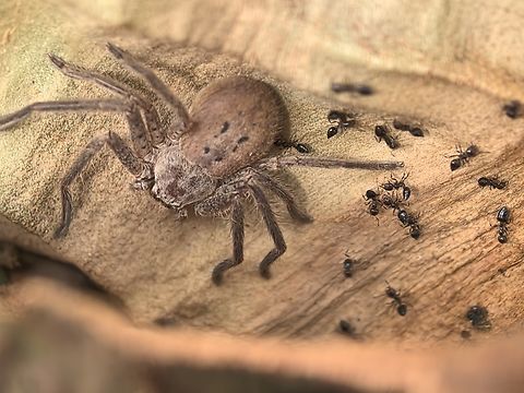 Grey Huntsman Spider - Isopeda villosa  Australia,Grey Huntsman Spider,Huntsman Spider,Isopeda villosa,New South Wales,Spider,Sydney