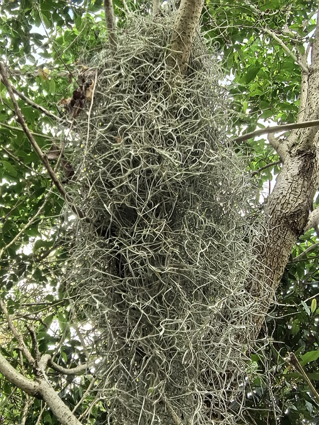 Spanish Moss - Tillandsia usneoides  Australia,Moss,New South Wales,Spanish Moss,Sydney,Tillandsia usneoides