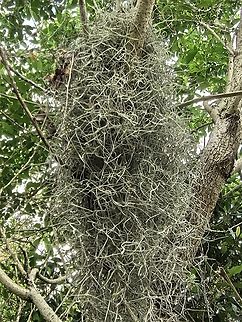 Spanish Moss - Tillandsia usneoides  Australia,Moss,New South Wales,Spanish Moss,Sydney,Tillandsia usneoides