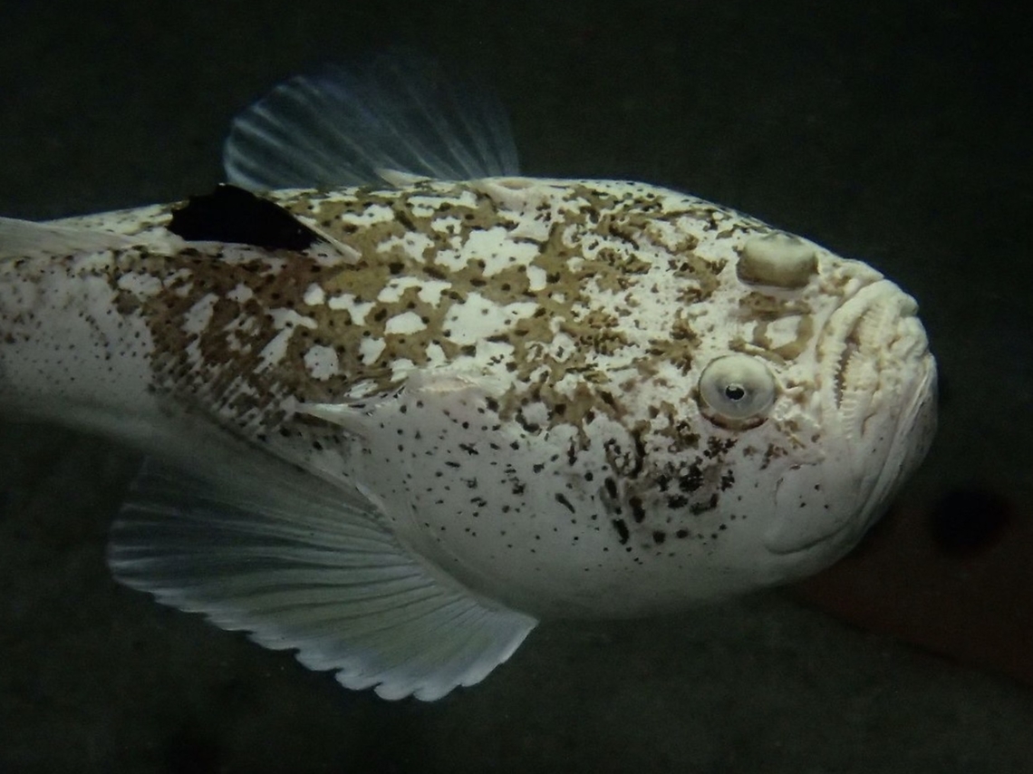 Marbled Stargazer - Uranoscopus bicinctus  Cebu,Fish,Malapascua,Marbled Stargazer,Philippines,Stargazer,Uranoscopus bicinctus
