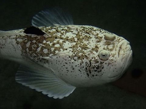 Marbled Stargazer - Uranoscopus bicinctus  Cebu,Fish,Malapascua,Marbled Stargazer,Philippines,Stargazer,Uranoscopus bicinctus