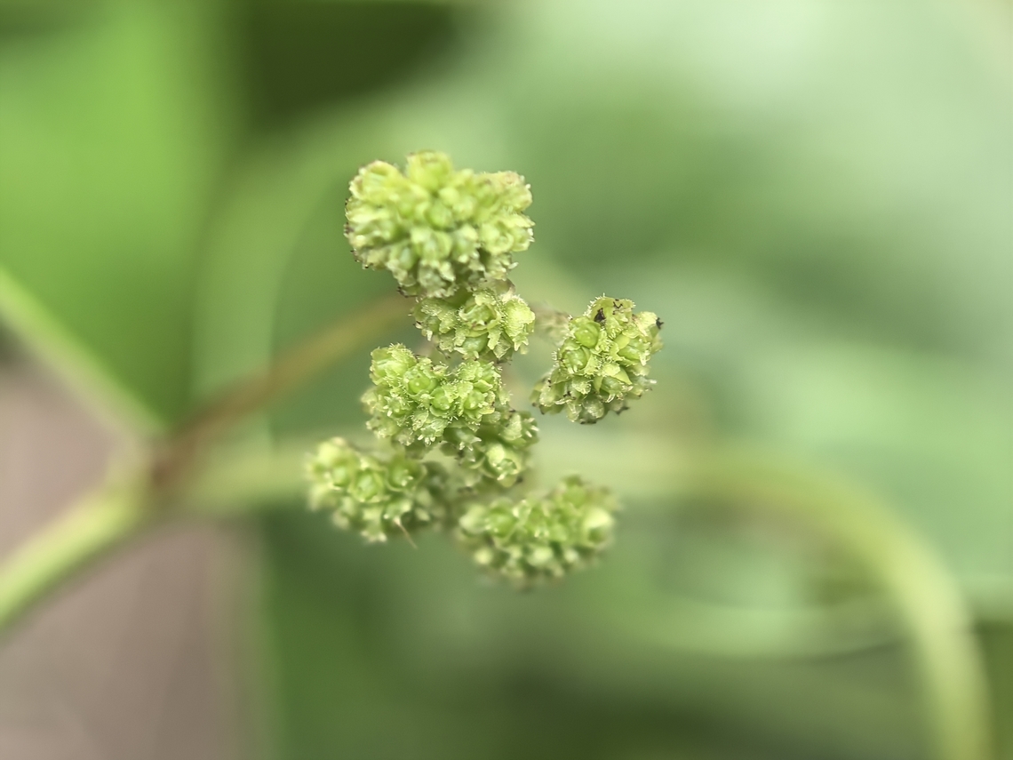 Tapevine - Stephania japonica  Australia,Flower,New South Wales,Plant,Stephania japonica,Sydney,Tapevine