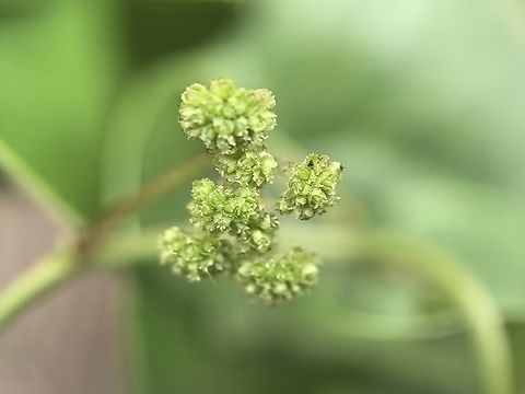 Tapevine - Stephania japonica  Australia,Flower,New South Wales,Plant,Stephania japonica,Sydney,Tapevine