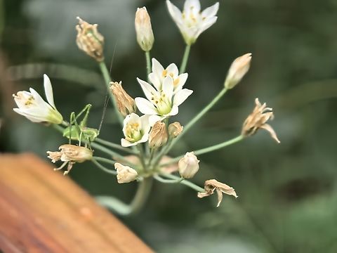 Flowers - Nothoscordum gracile  Australia,Flower,New South Wales,Nothoscordum gracile,Plant,Sydney