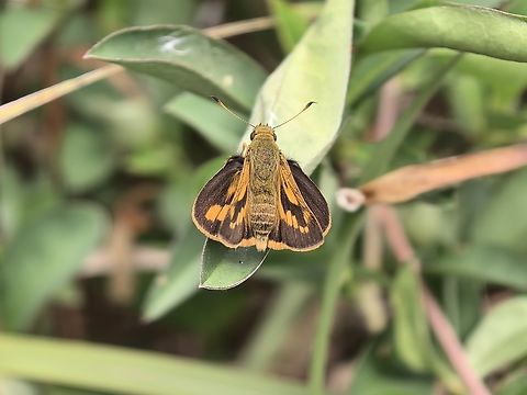 Orange Palm Dart - Cephrenes augiades  Australia,Butterfly,Cephrenes augiades,Dart,New South Wales,Orange Palm Dart,Palm Dart,Sydney