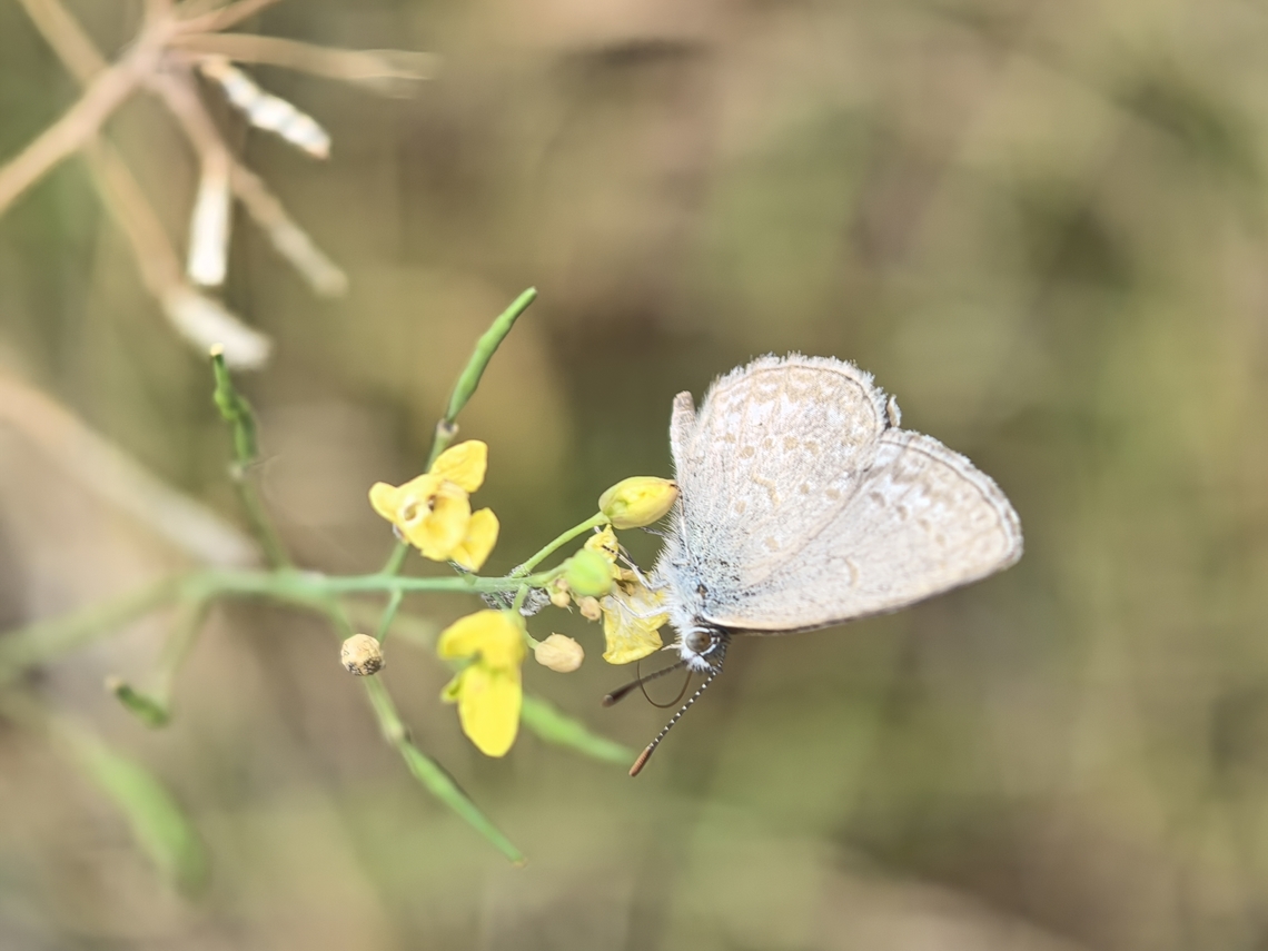 Common Grass Blue - Zizina otis labradus Sub-species - Zizina otis ssp. labradus Australia,Butterfly,Common Grass Blue,New South Wales,Sydney,Zizina labradus,Zizina otis