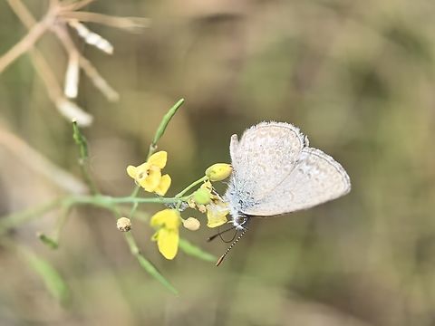 Common Grass Blue - Zizina otis labradus Sub-species - Zizina otis ssp. labradus Australia,Butterfly,Common Grass Blue,New South Wales,Sydney,Zizina labradus,Zizina otis