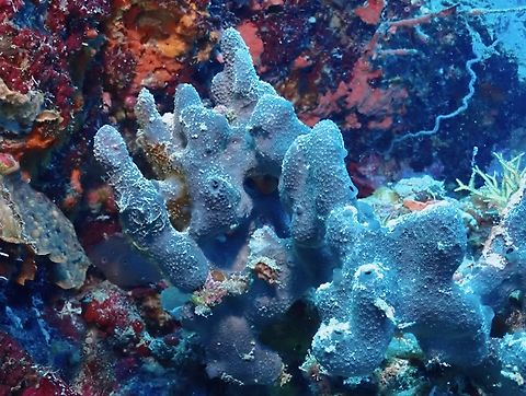 Erect Finger-Sponge - Hyrtios erectus  Cebu,Erect Finger-Sponge,Finger-Sponge,Hyrtios erectus,Malapascua,Philippines,Sea Sponge