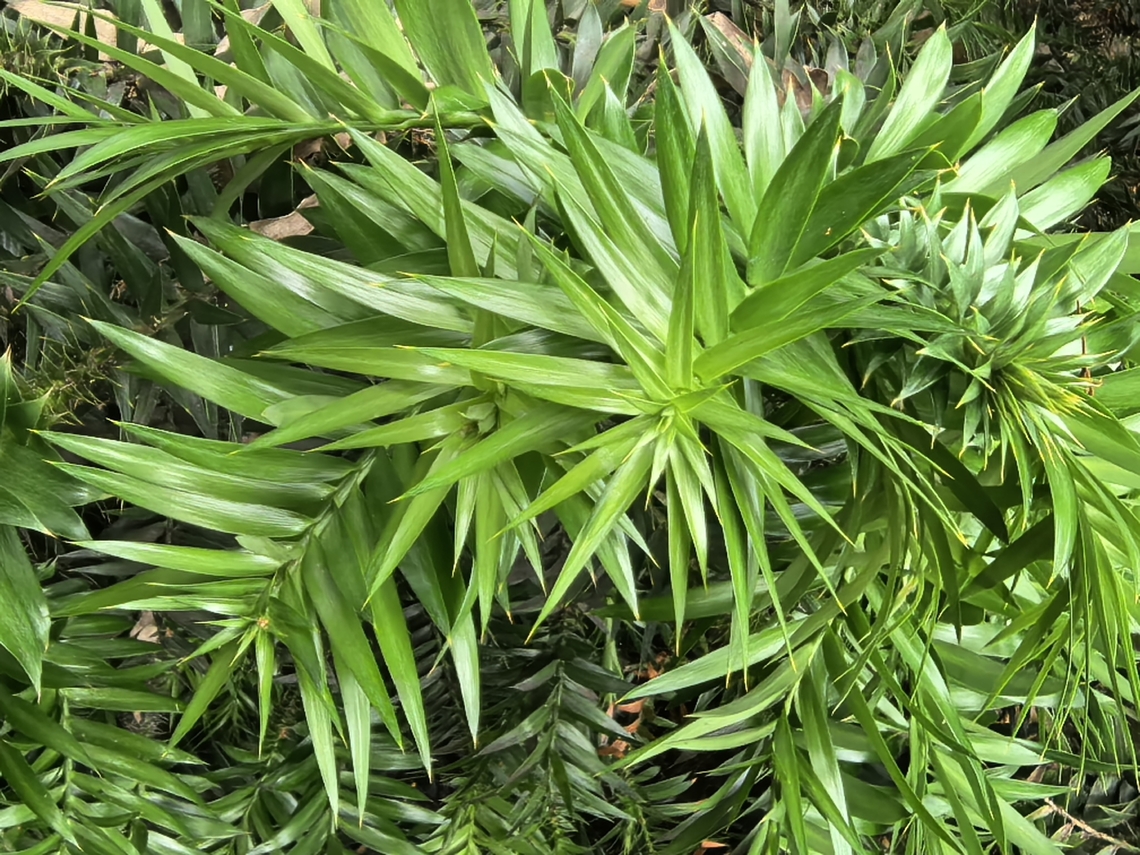 Bunya Pine - Araucaria bidwillii  Araucaria bidwillii,Australia,Bunya Pine,New South Wales,Pine,Plant,Sydney