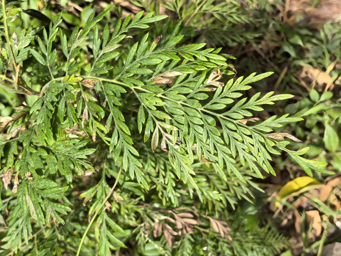 Silk Oak - Grevillea robusta  Australia,Grevillea robusta,New South Wales,Plant,Silk Oak,Sydney